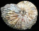 Discoscaphites Gulosus Ammonite - South Dakota #46874-1